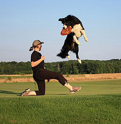 Bei Border Collies besonders beliebt: Discdogging.