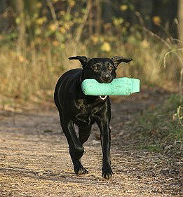 Beim Dummytraining muss sich der Hund die Fallstellen des Dummys genau merken.