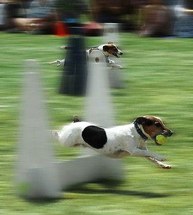 Hundesport Flyball ist ein "Mannschaftssport" für HUnde.