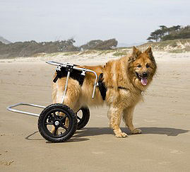 Bei Hüftdysplasie kann ein Rollator Schmerzen lindern. So werden die Hüftgelenke des Hundes entlastet.