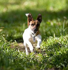 Jack Russel Terrier haben einen besonders quirligen Charakter, neiden aber auch zu Sturheit. Sie sind wachsam und brauchen eine konsequente Erziehung.