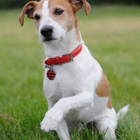 Jack Russell Terrier Hund