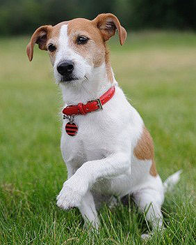 Der Jack Russell Terrier ist eigentlich eine kurzläufige Variante des Parson Russell Terriers.