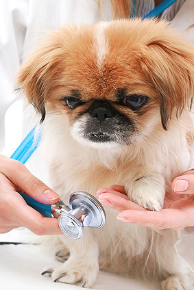 Wie erkenne ich, dass mein Hund krank ist?