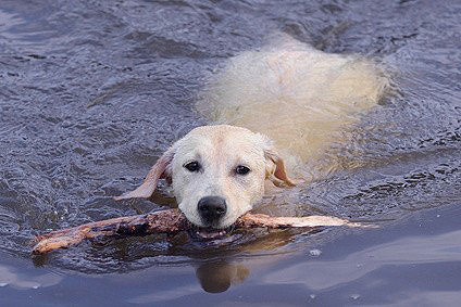 Labrador Retriever Rasse