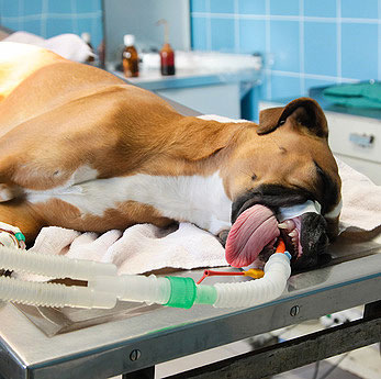 efter skole bekendtskab Kirkegård Magendrehung Hund | Symptome - Behandlung - Therapie