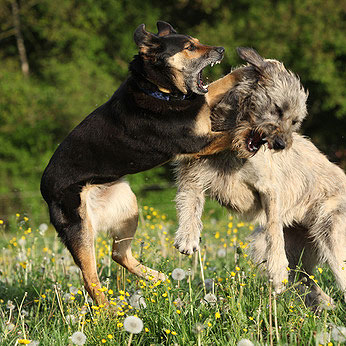 Aggressives Verhalten bei Hunden