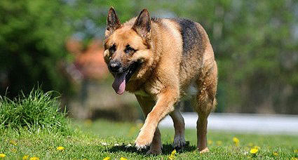 Die Hüftdysplasie ( HD ) kann beim Schäferhund auftreten.