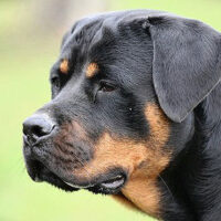 Rottweiler Rasse