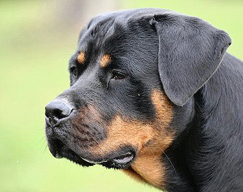 Früher nannte man den Rottweiler auch "Metzgerhund".  Die Hunderasse gilt als besonders robust und stark. 