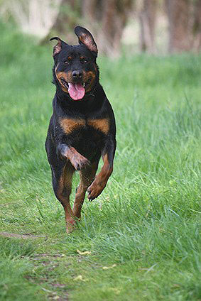 Hollandischer Schaferhund Steckbrief Charakter Pflege Haltung