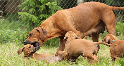 Rhodesian Ridgeback