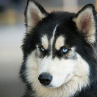 Siberian_Husky_Hunde