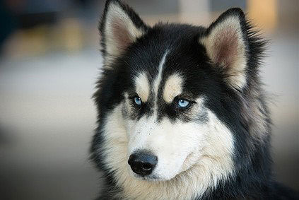 Siberian Husky