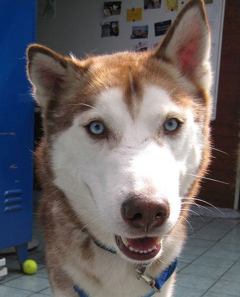 Tierheim Hunde sind bsonders dankbar für ein neues Zuhause.