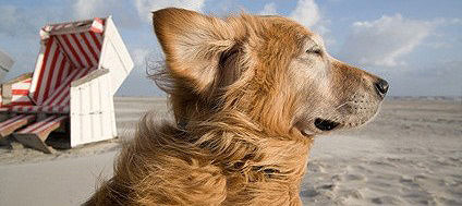 Sowohl Holland, als auch Dänemark eignen sich gut für den Urlaub mit Hund