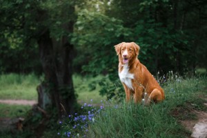 Der Sommer ist die beste Reisezeit für einen Urlaub mit Hund in Dänemark.