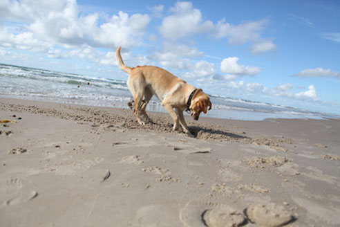 Urlaub mit Hund in Dänemark