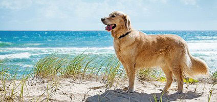 Auch für den Hund bedeutet Urlaub am Meer eine große Erholung.