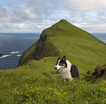 In Nordeuropa ist das Ansteckungsrisiko durch Krankheiten wie Leishmaniose geringer bzw. nicht vorhanden. - Urlaub mit Hund in Irland