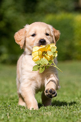 Golden Retriever Welpe mit Blume