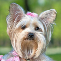 Yorkshire Terrier Rasse