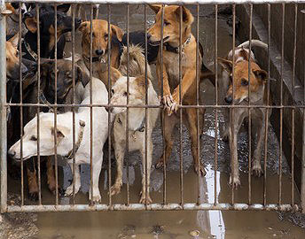 Zwingerhusten tritt gehäuft dann auf, wenn sich viele Hunde gemeinsam auf engstem Raum befinden, so im Tierheim, in Hundepensionen oder auch auf Hundeausstellungen.