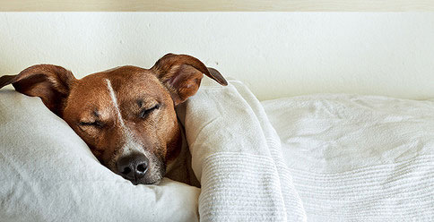 Hundekrankheiten Von A Z Symptome Hunde Fan De