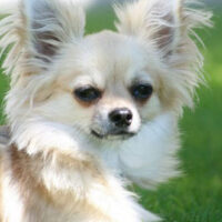 Chihuahua Hunde