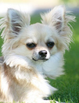 Chihuahua