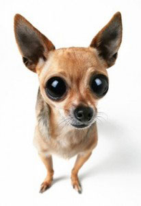 Chihuahua 2019 Charakter - Wesen | Hunde-fan.de