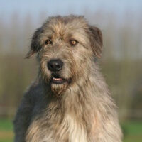 Irish Wolfhound Rasse