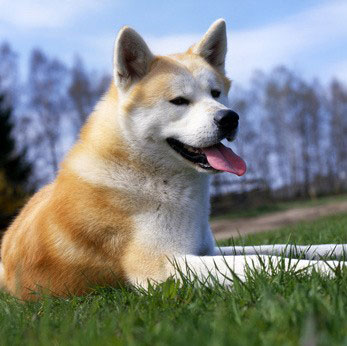 Akita Inu