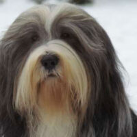 Bearded_Collie Rasse