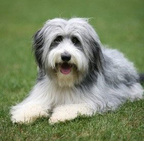 Beardie Collie Hund