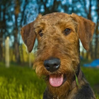 Airedale_Terrier1_Hunderasse