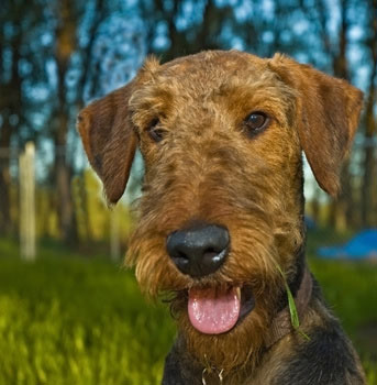 Airedale Terrier