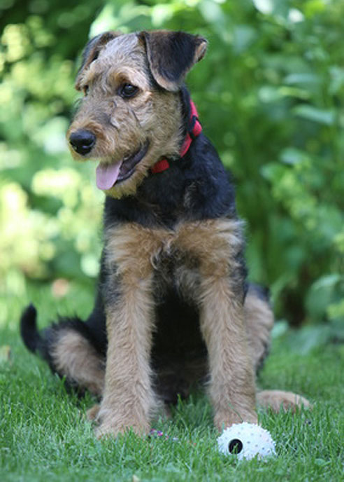 Image Result For Yorkshire Terrier Kurzhaar
