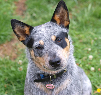 Australian Cattle Dog