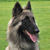 Hunderasse_belgischer_Schäferhund