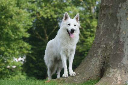 Der Weiße Schweizer Schäferhund stammt vom Deutschen Schäferhund ab.