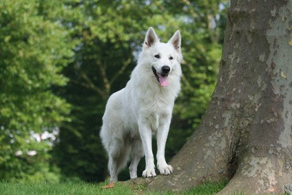 Berger Blanc Suisse