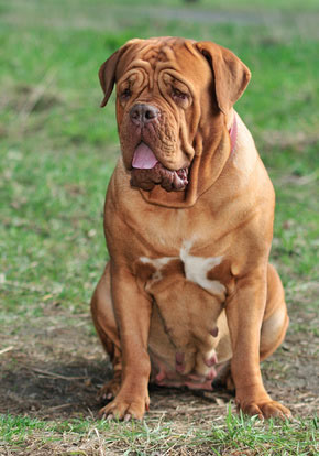 klog Maladroit kompensere Bordeaux Dogge Charakter - Wesen - Erziehung - Haltung | Hunde-fan.de