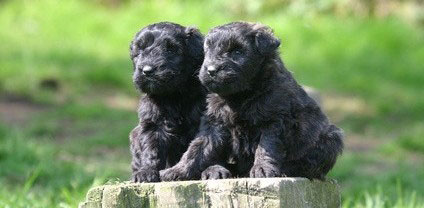 Bouvier des Flandres haben einen willensstarken Charakter und brauchen eine konsequente Erziehung. 