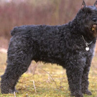 Bouvier_des_Flandres2