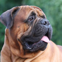 Hunderasse_Bullmastiff1