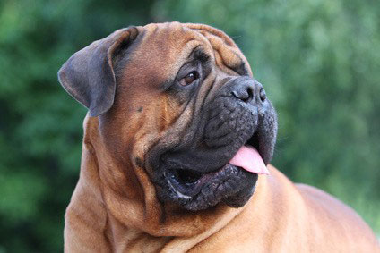 Bullmastiff