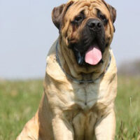 Hunderasse_Bullmastiff2