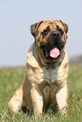 Der Bullmastiff hat grundsätzlich einen gutmütigen Charakter und eine hohe Reizschwelle. Dennoch sollte seine Erziehung mit Konsequenz erfolgen.