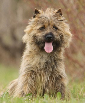 Cairn Terrier sind sehr lebhafte Hunde, die viel Auslastung und Bewegung brauchen.